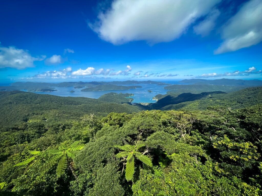 奄美大島移住が「後悔ばかり」と検索される理由を徹底分析