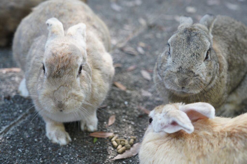 コロナ禍で激減した大久野島うさぎの数